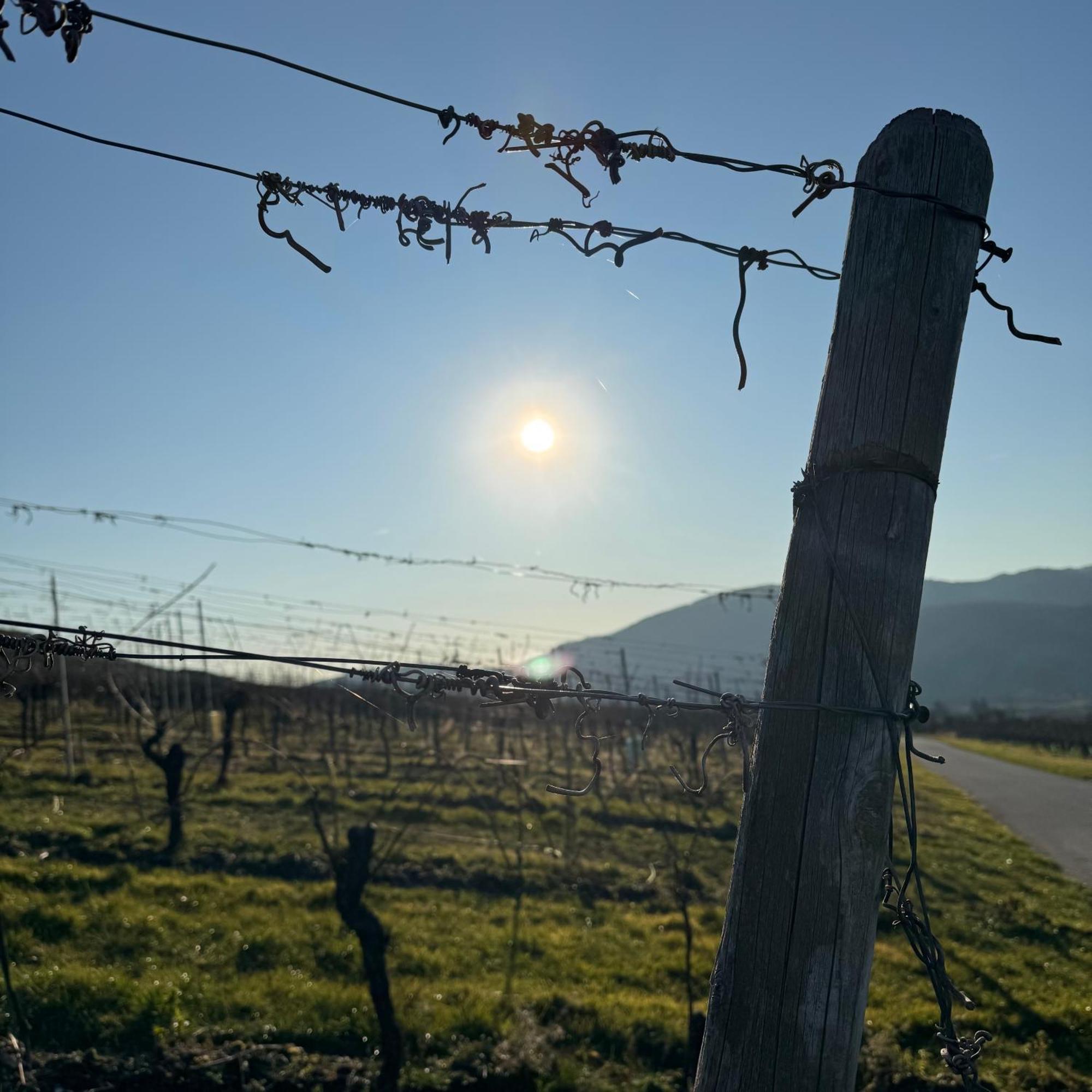 Bed and Breakfast Weingut Tiliahof Brauneberg Exterior foto
