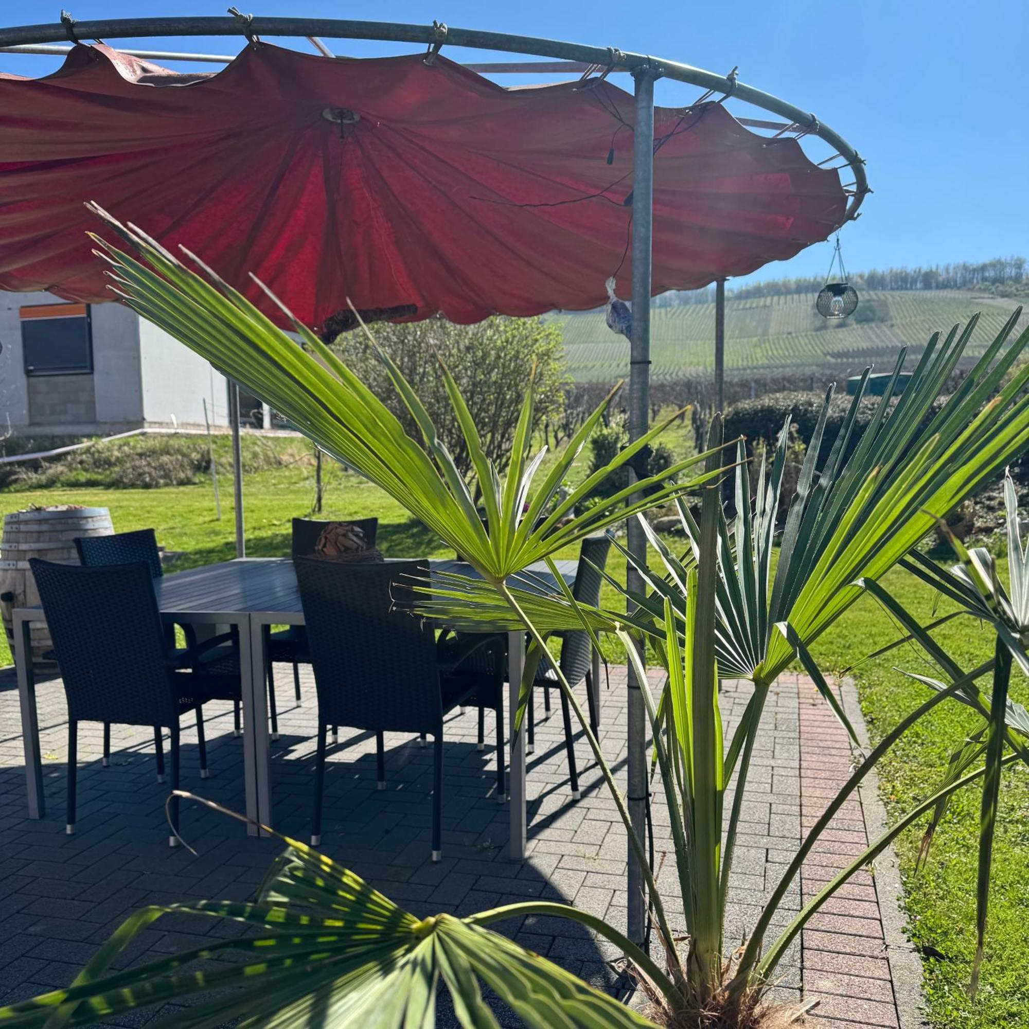 Bed and Breakfast Weingut Tiliahof Brauneberg Exterior foto
