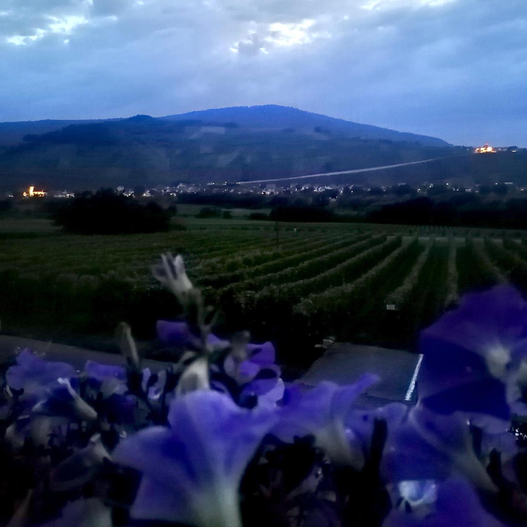 Bed and Breakfast Weingut Tiliahof Brauneberg Exterior foto